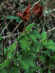 Cistus