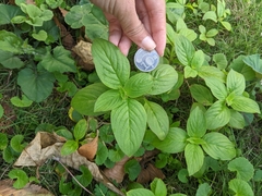 Spermacoce latifolia