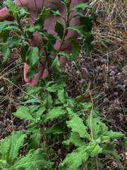 Cistus