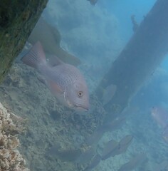 Lutjanus argentimaculatus