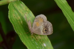 Perophthalma tullius