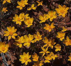 Rhynchopsidium pumilum