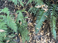 Dryopteris arguta