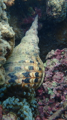 Charonia tritonis