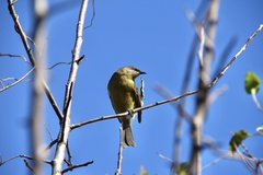 Anthornis melanura