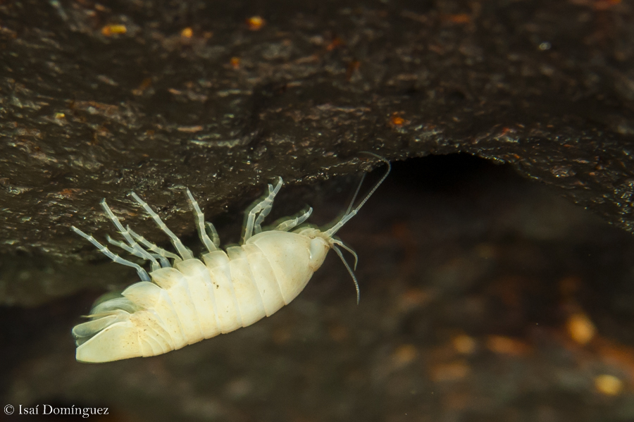 Creaseriella anops