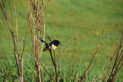 Petroica macrocephala macrocephala