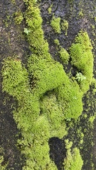 Hyophila