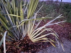 Phormium tenax