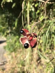 Rhynchosia acuminatifolia