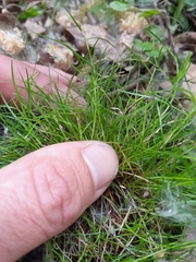 Schoenus maschalinus