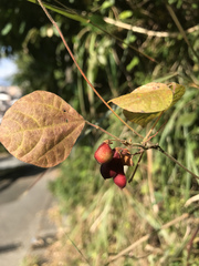Rhynchosia acuminatifolia