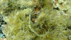 Corythoichthys schultzi