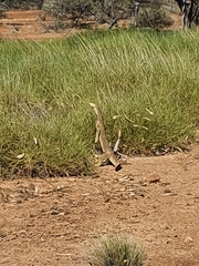 Varanus panoptes panoptes