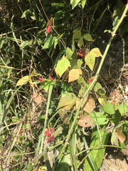 Rhynchosia acuminatifolia