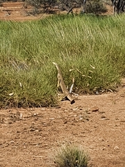 Varanus panoptes panoptes