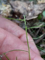 Schoenus maschalinus