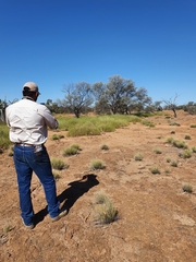 Varanus panoptes panoptes