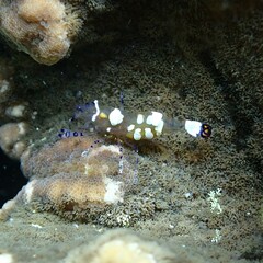 Ancylocaris brevicarpalis