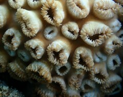 Palythoa tuberculosa