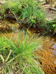Carex appressa