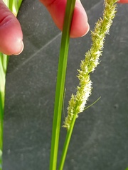 Carex appressa