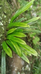 Lepisorus thunbergianus