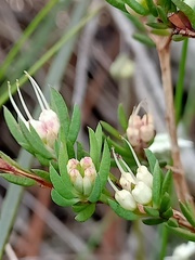 Darwinia diminuta