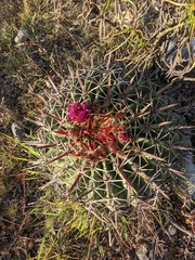 Ferocactus recurvus