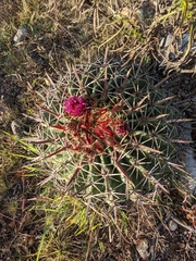 Ferocactus recurvus