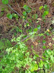 Ranunculus plebeius