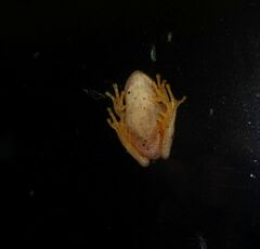 Litoria ewingii