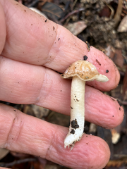 Inocybe