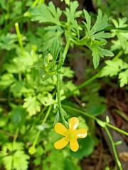 Ranunculus plebeius