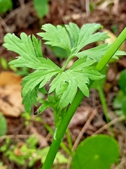 Ranunculus plebeius
