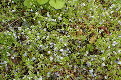 Veronica filiformis