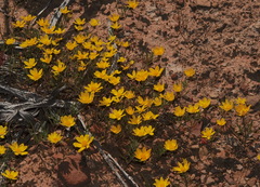 Rhynchopsidium pumilum