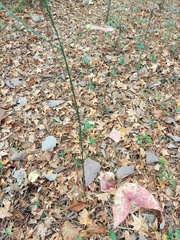 Vaccinium elliottii