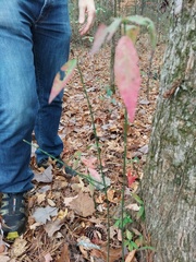 Vaccinium elliottii
