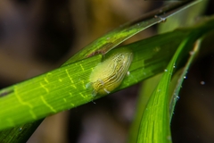 Phyllaplysia taylori