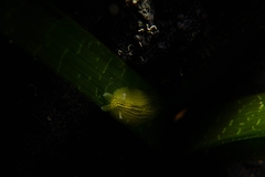 Phyllaplysia taylori