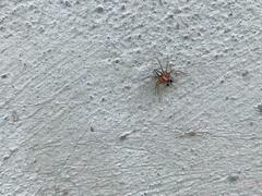 Oxyopes gracilipes