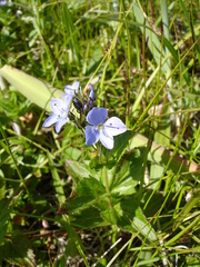 Veronica stelleri