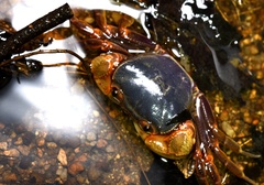 Nanhaipotamon aculatum