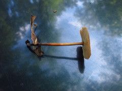 Marasmius sullivantii