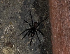 Bothriocyrtum californicum