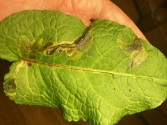 Pegomya bicolor