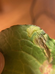 Pegomya bicolor
