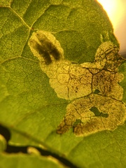 Pegomya bicolor
