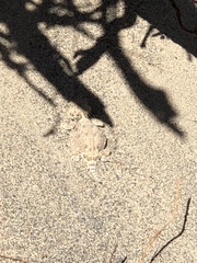 Phrynosoma platyrhinos